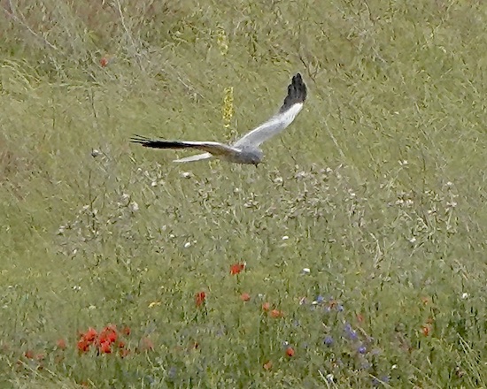 Montagu's harrier